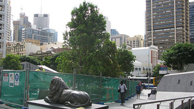 Weeping lilly pilly trees are installed in King George Square.