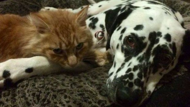 It didn't take Rupert the cat long to settle back in at his West Melbourne home with his mate.