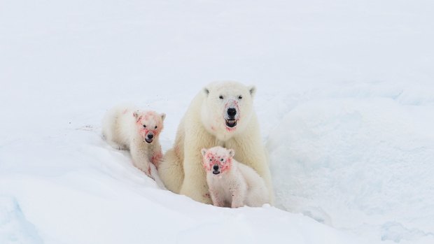 "Like Mother, Like Cubs", Arctic. 