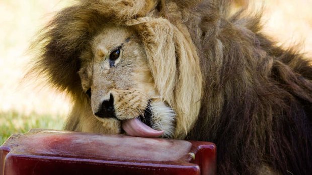 Harari the lion (13 male) enjoys a blood ice-block at Melbourne Zoo.