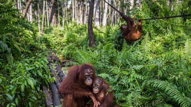 A centre for orphaned orang-utans in the Indonesian province of Central Kalimantan was established by the Borneo Orangutan Survival Foundation in 1999. Huge fires have taken a heavy toll on the animals.