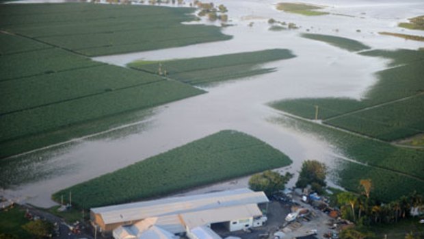 Millions of tonnes wasted ... flooded sugar cane fields near Bundaberg. Higher prices may mitigate the loses.