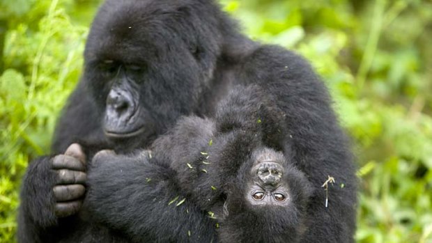 Life-changing experience ... meeting gorillas in Democratic Republic of Congo.