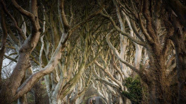 The Dark Hedges.