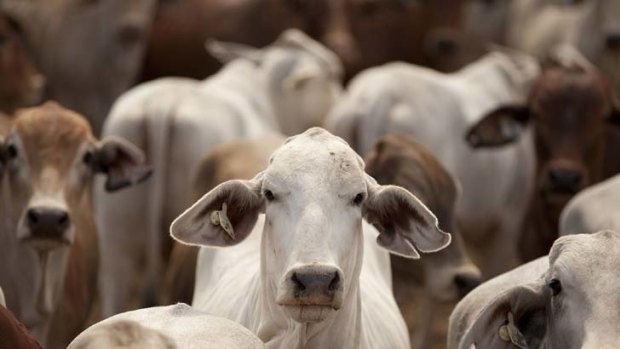 A ban on live exports could have wide-ranging effects.