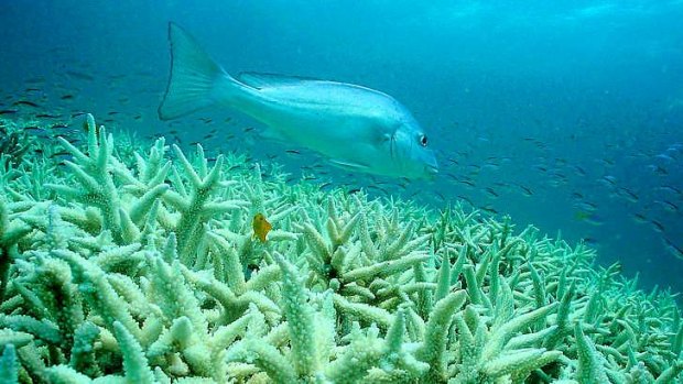 Coral bleaching can devastate reef life, as seen here off Queensland.