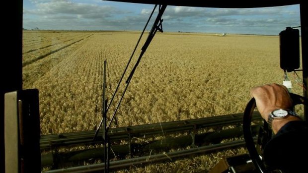 Rain dependent: Barley crop production is set to drop steeply thanks to the dry winter.