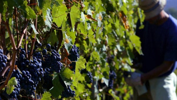 Suspicious attack .... the grapes used in the production of the famous Brunello di Montalcino wine.