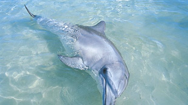 Natural selection ... a dolphin at Monkey Mia.