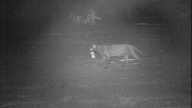 A camera trap captures a feral cat that has killed a Pale Field Rat.