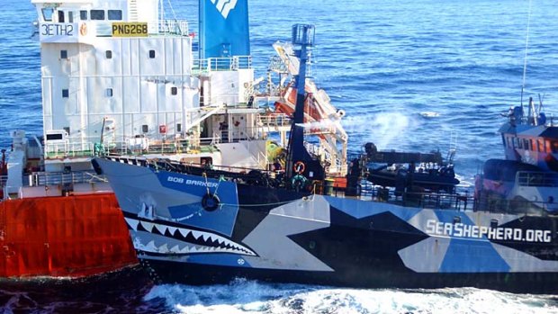 Sea Shepherd ship the Bob Barker collides with the Japanese whaling fleet fuel tanker the San Laurel.