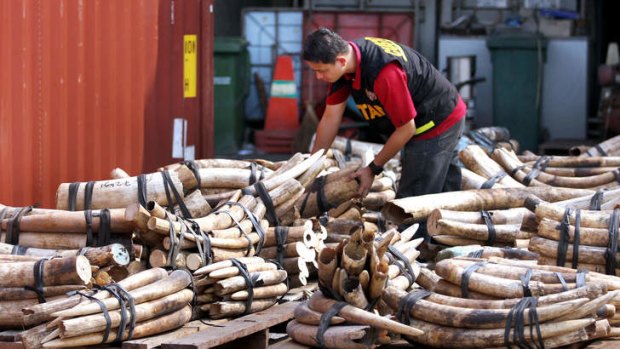 Illegal ivory trade: Two tonnes of elephant tusks are inspected by a customs officer.