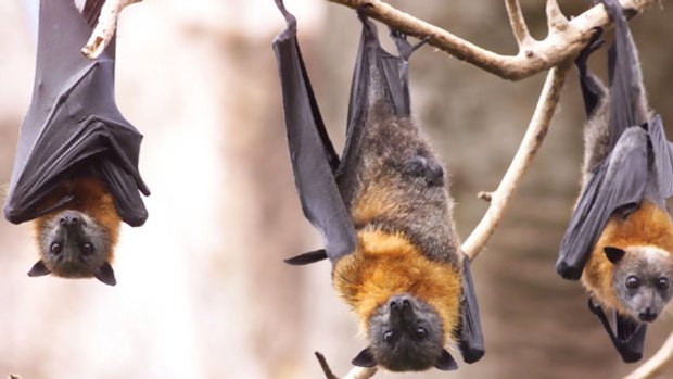 Fruit bats ... being culled inhumanely, Sydney University researchers say.