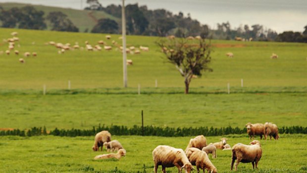 Sheep on a farm in Victoria.
