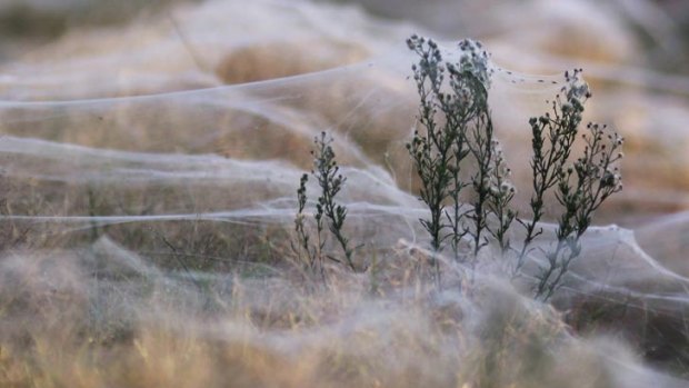 A wild plant is covered in webs in Wagga Wagga.