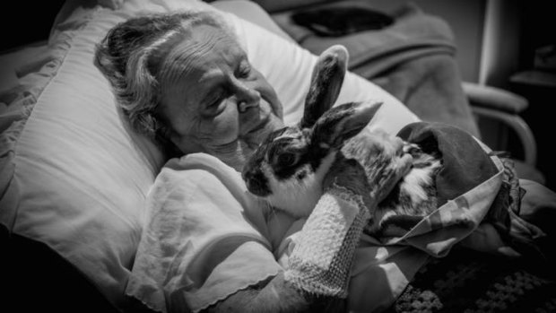 Finalist: Quality aged care: My 89 year old mother nursing a rabbit in her room in an aged care facility during this years Easter Farm Animal visit. The look on her face and those of other residents said it all.