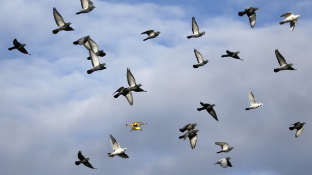 





A flock of pigeons flies with a prototype "parcelcopter" of German postal and logistics group Deutsche Post DHL "parcelcopter," which is a modified microdrone that costs 40,000 euros ($54,900) and can carry packages up to 1.2 kg (2.65 pounds). REUTERS/Wolfgang Rattay (GERMANY - Tags: SCIENCE TECHNOLOGY TRANSPORT ANIMALS BUSINESS TPX IMAGES OF THE DAY)