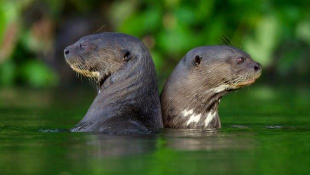 <i>Giant Otters of the Amazon</i> screens on One at 8.30pm.