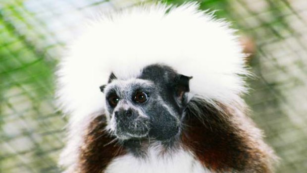 One of Alma Park Zoo's critically endangered cotton-top tamarin monkeys.