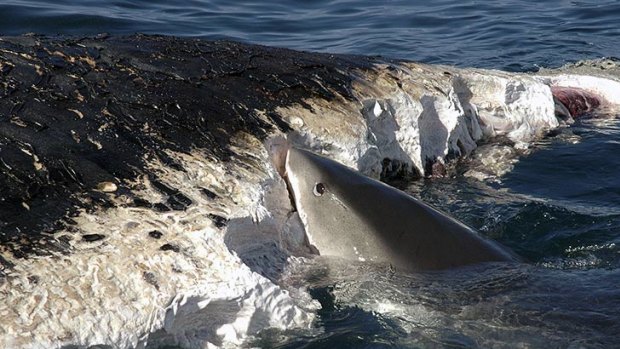 In this file photo a tiger shark feeds on a whale carcass off the Queensland coast.