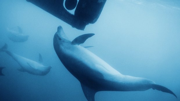 Concern grows for marine life such as these dolphins at play in Port Phillip Bay as the south channel dredging is accelerated.