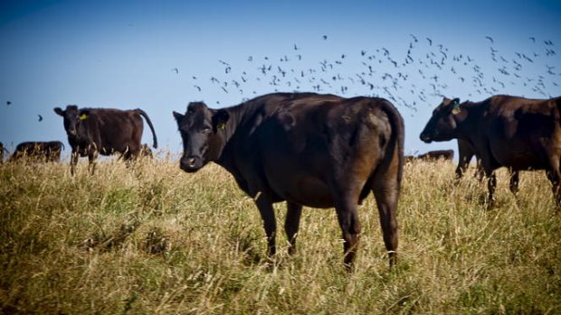 Grass-fattened wagyu bound for the local market.