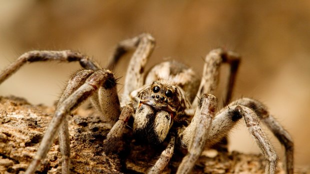 Like many spiders, the wolf spider is a handy insect to have around. 
