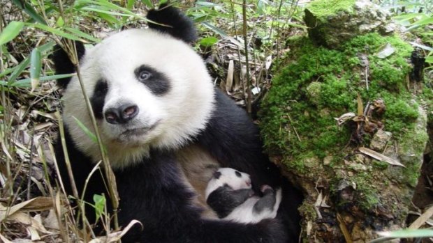 Motherly love: <i>Giant Pandas</i> follows efforts to save the endearing animals.