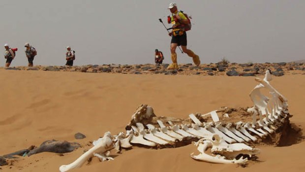 A competitor passes a camel's skeleton in the  Marathon des Sables.