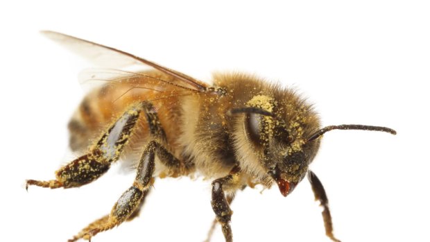 Researchers found that a bee could shed about 15,000 pollen grains in two minutes as it brushed itself clean. 