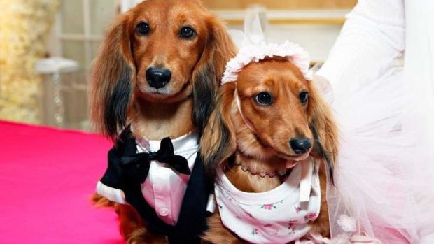 Dogs' big day