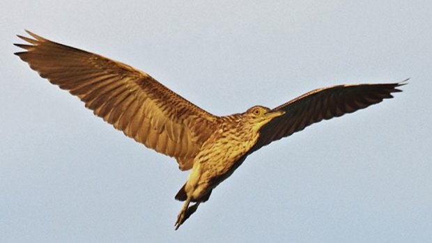 An immature nankeen night heron takes flight at Herdsman Lake.