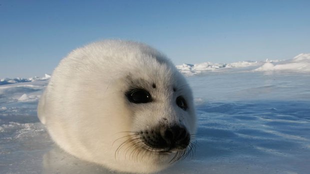 A harp seal pup rests on an ice floe in Canada's Gulf of St Laurence.
