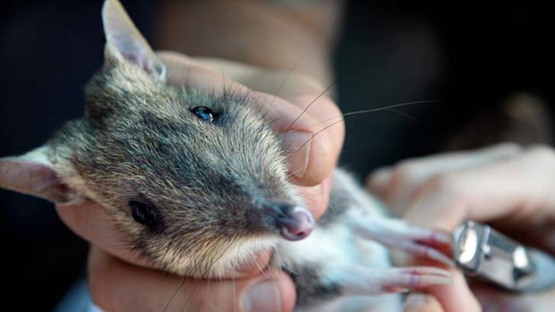 An eastern barred bandicoots bred at Melbourne Zoo.