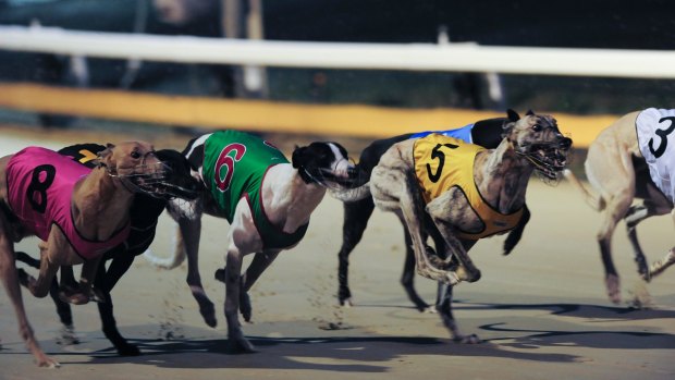 The training of greyhounds would continue for five years after racing was banned in NSW, under draft recommendations being considered by an expert taskforce.