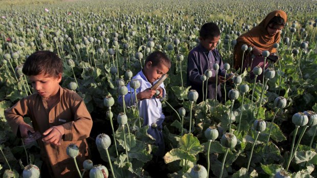 Afghan children gather raw opium in a poppy field on outskirts of Jalalabad.