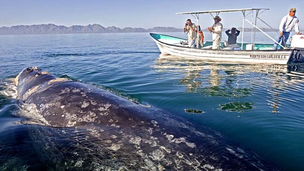 Playful ... a grey whale at Baja California.