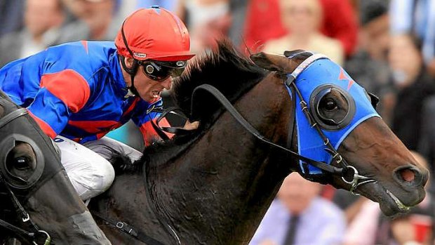 Greener pastures: The stud deal for Pierro values the champion colt at $35 million.