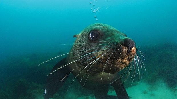 An Australasian fur seal in Port Phillip Bay.