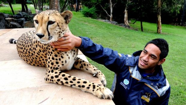 ACT Brumbies player Joseph Tomane pats a cheetah at the National Zoo and Aquarium ahead of their clash with the Free State Cheetahs this Saturday.