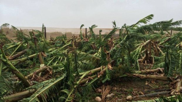 Carnarvon's banana plantations were wiped out by a cyclone two weeks ago.
