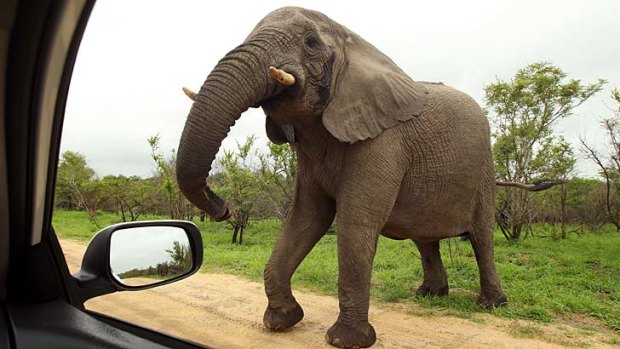 An elephant in Kruger National Park, South Africa. A bull elephant has been put down after attacking tourists in their car.