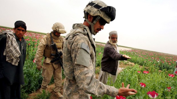 Opium farmer Haji Abdul Khan shows US  soldiers some of his poppies in south-west Afghanistan that were damaged when a US Air Force  supply drop  blew off target and crushed them.