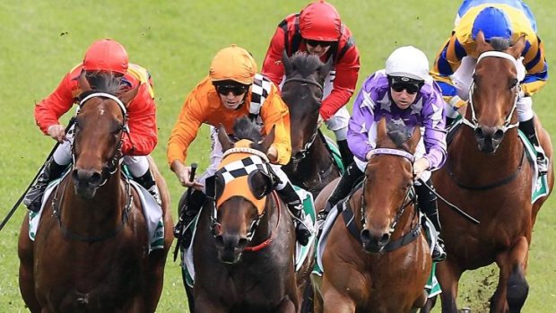 Ready to rock: David Payne's Rock Hero (orange and checks) is on a path to the Cox Plate.