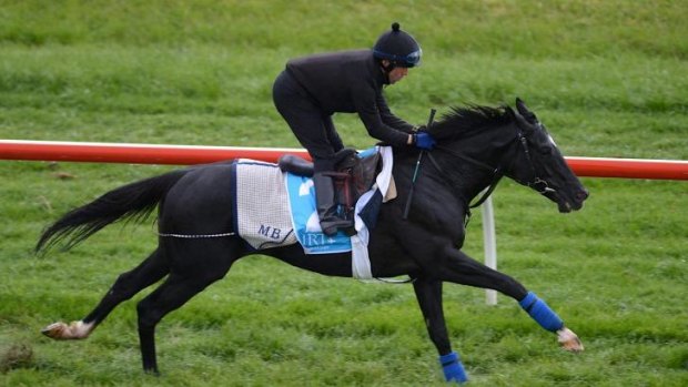Dandino has been given a weight of 56.5kg for the Melbourne Cup