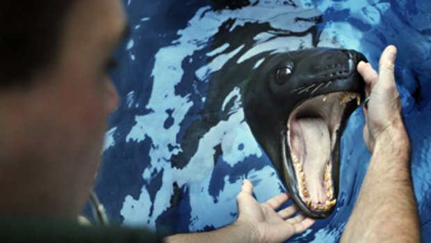 Count them... a leopard seal at Taronga Zoo, where Tracey Rogers researches marine mammals. She says visual surveys have underestimated seal populations.