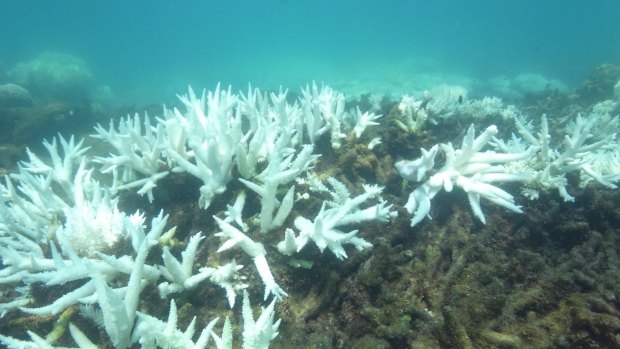 Coral that survived previous bleaching is now bleached, and coral that was bleached is now dead after algae attacked it.