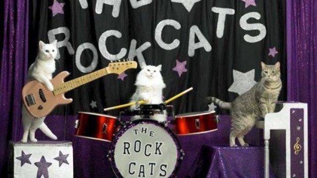 Feline groovy ... the new show mines the internet for thigh-slapping antics from "our furry, purry friends".