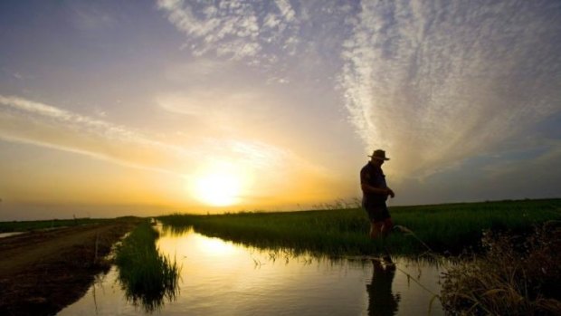 A rice farmer near Griffith, NSW, inspects his crop.