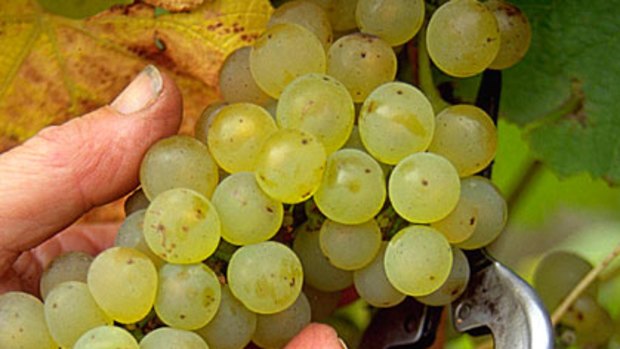 Grape glut ... Taylors Wines CEO Mitchell Taylor is calling for a restructure of the industry.